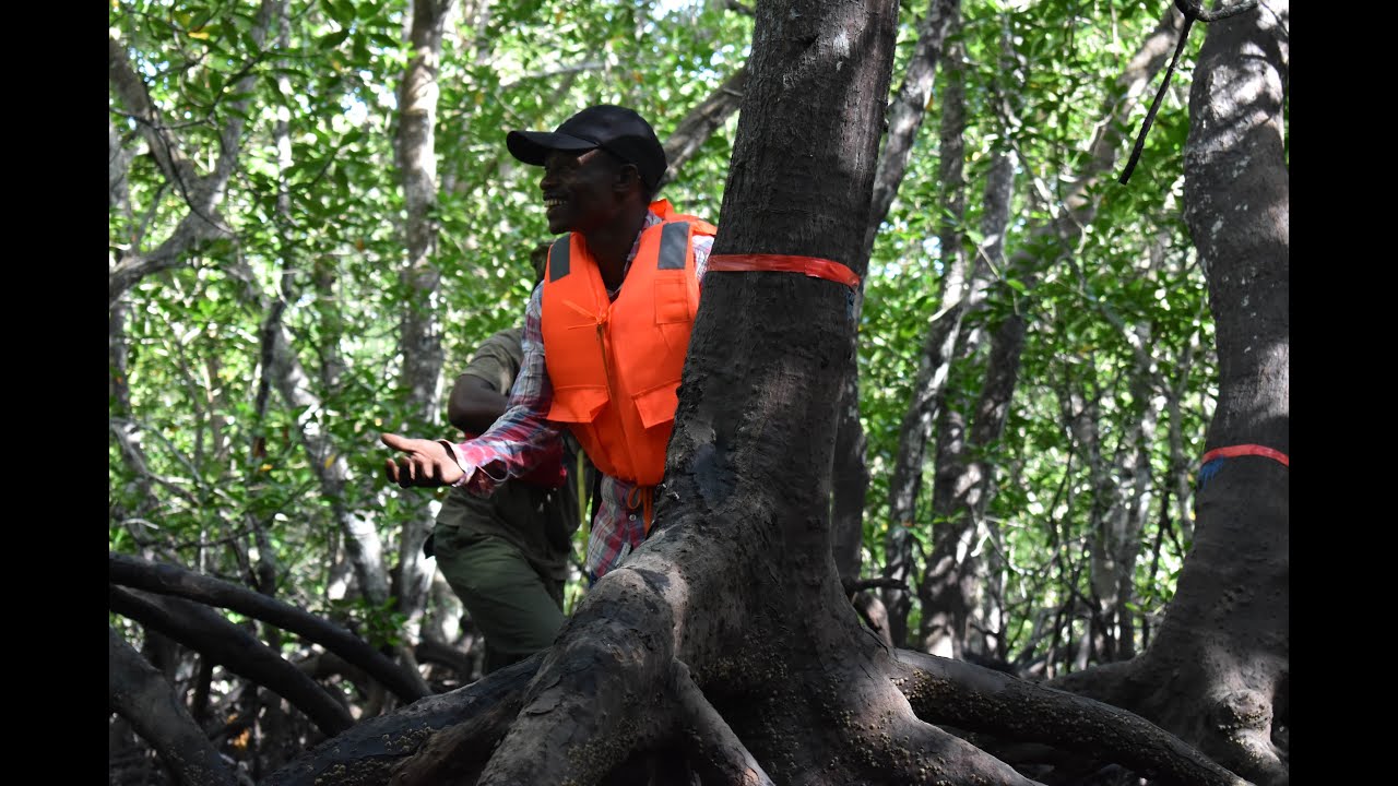 Monitoring of Mangrove trees to collect carbon credit data
