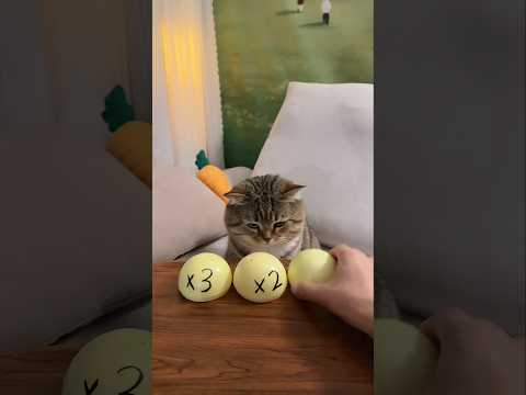 Did the cat end up getting angry? #cat #catvideos #cutecat #pets #funny #catshorts #kitten