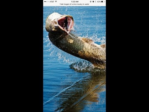 Musky Fishing 2 Days 2 Musky caught and released