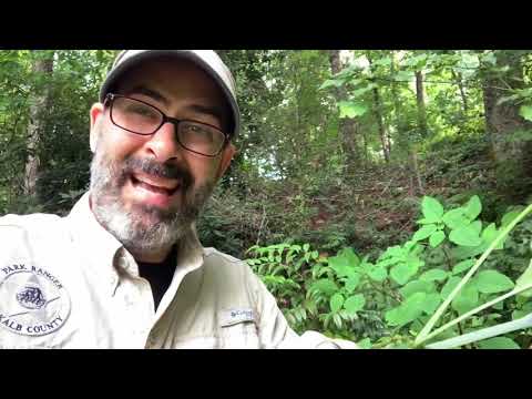Jewelweed - How to use nature’s poison ivy remedy