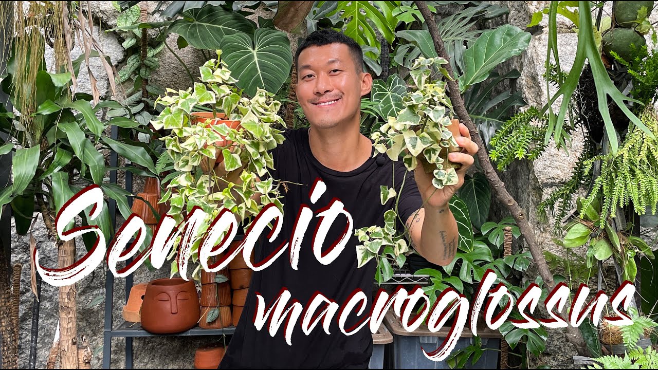 Senecio macroglossus (wax ivy) variegata care and propagation (with updates)