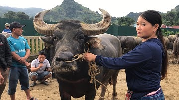 CHỢ PHIÊN TOÀN TRÂU TO VÀ ĐẸP / PHIÊN CHỢ VÙNG CAO