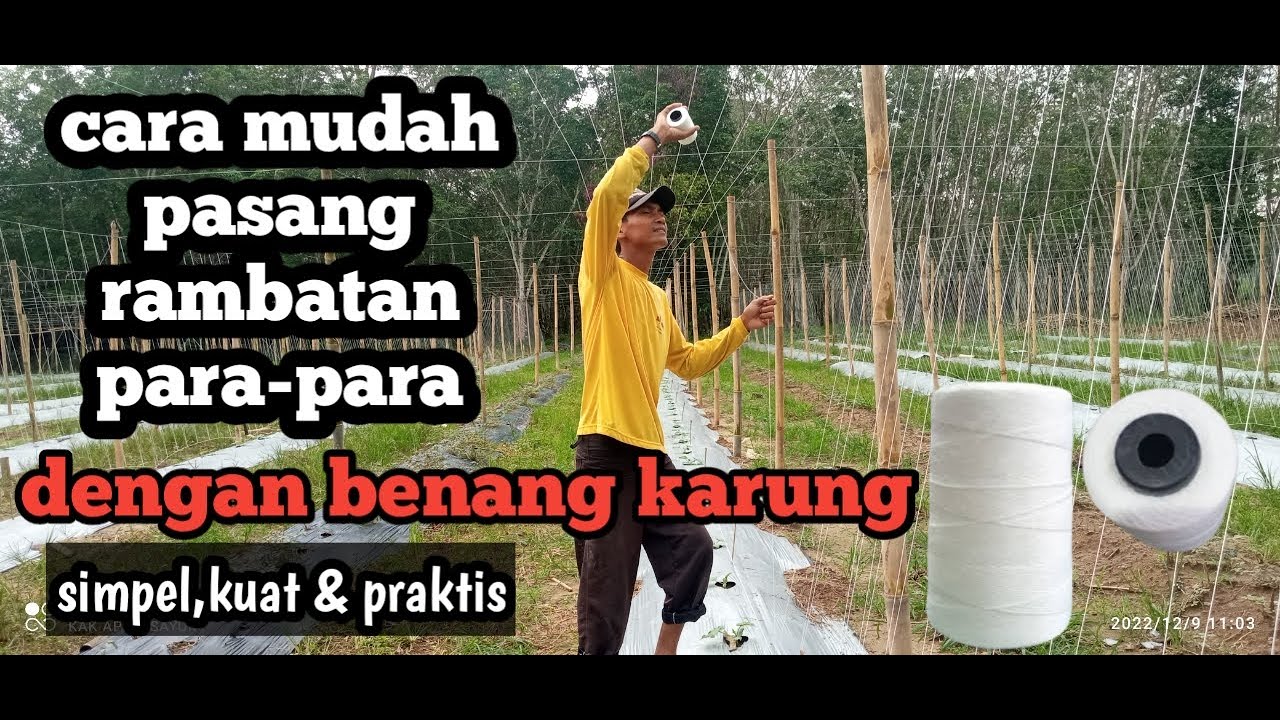 cara pemasangan rambatan gambas  dengan benang karung