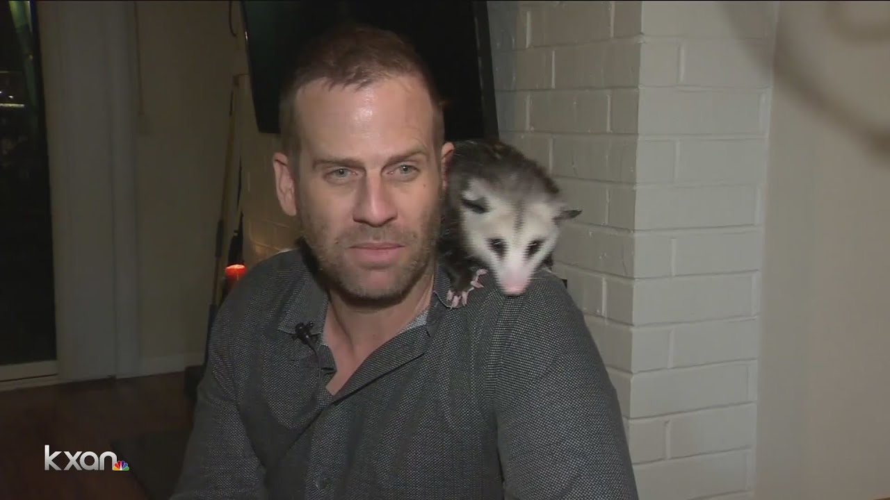 California man who flew to Austin with pet opossum kicked off on return trip YouTube