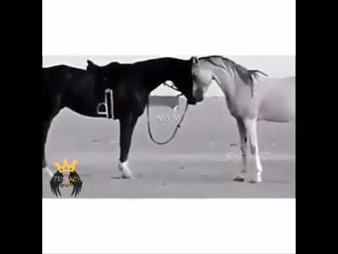 دموع العين يا نازله تنهار