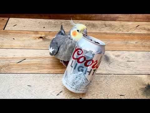 Recycling bird ♻️