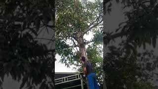 metik mangga tetangga, bini lagi ngidam jar 😁😁😁😁😁😁