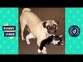 TRY NOT TO LAUGH or GRIN - Funny Animals Vines Compilation 2017 | Funny Vines