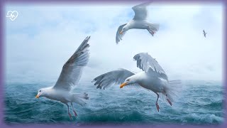 Звуки чаек, волн океана🐦Sounds seagulls, ocean Full HD 1080