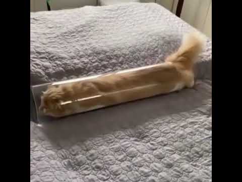 Котенок залез в двигатель