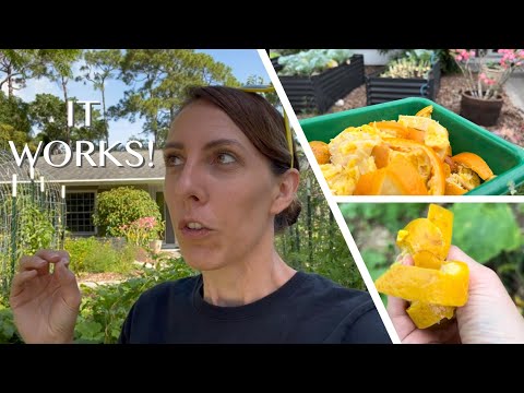 Video: Användningen av apelsinskal i trädgårdsodling