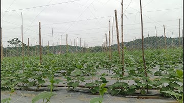 Dưa leo| dưa chuột +Cách Trồng Dưa Leo Nhiều Quả +DL