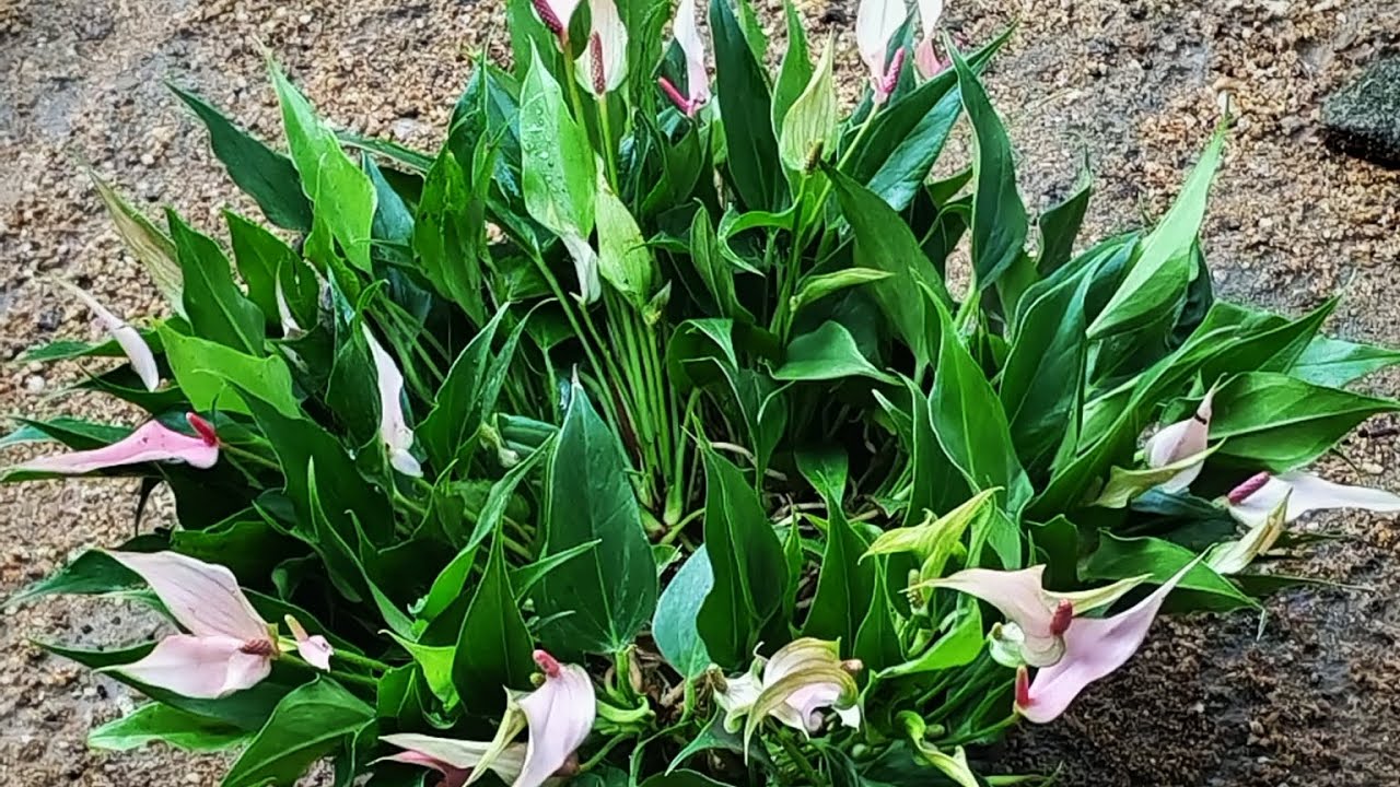 මල් වලින් සල්ලි හොයන්න කැමතිද || මල් වවමුද