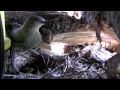 Mountain Bluebirds Feeding their Chicks