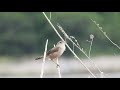 ハシナガヌマミソサザイの鳴き声 ①・Marsh Wren tweets @Great Meadows National Wildlife Refuge, Concord MA