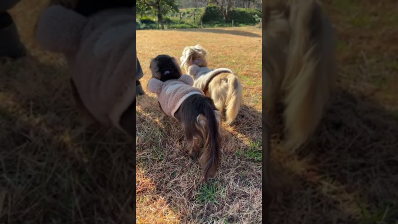 ダックス癒しch.2026.1.17