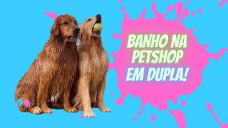 GOLDEN RETRIEVER BANHO em DUPLA na PETSHOP