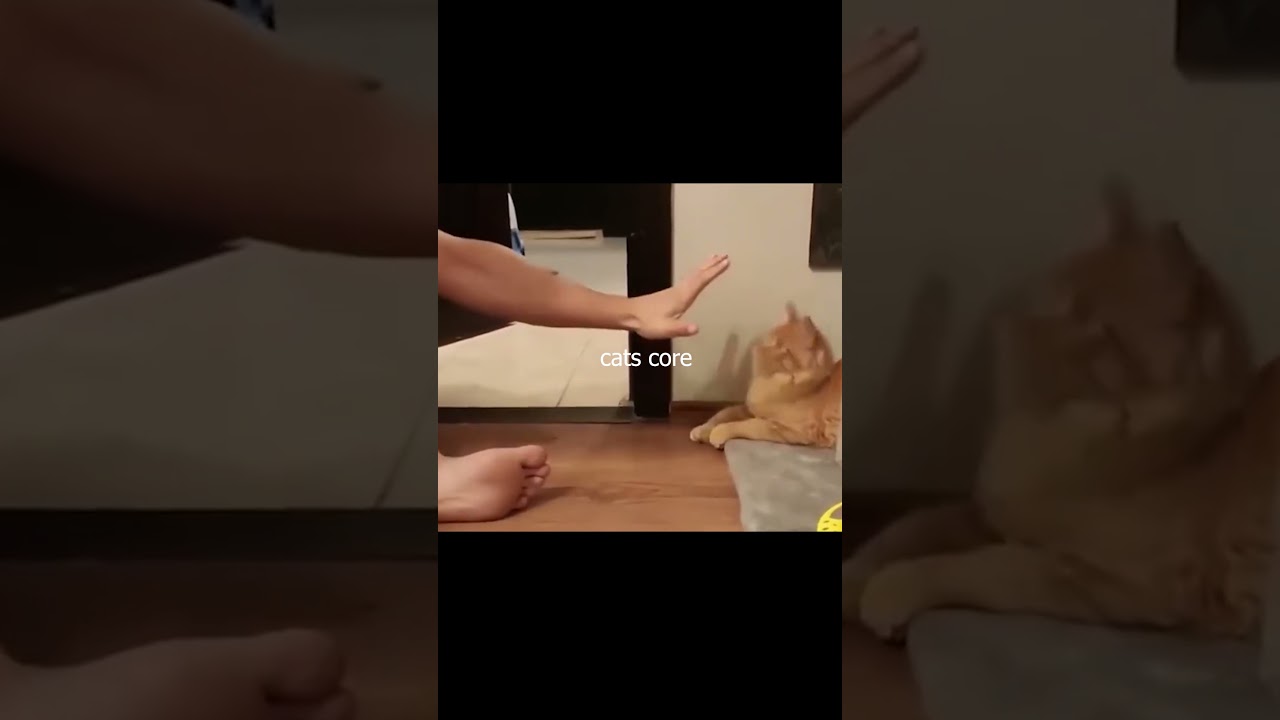 коты тоже любят магию кор 