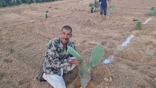 زراعة التين الشوكى الأفضل في صحراء مصر م رامى محمد ت 01007305821