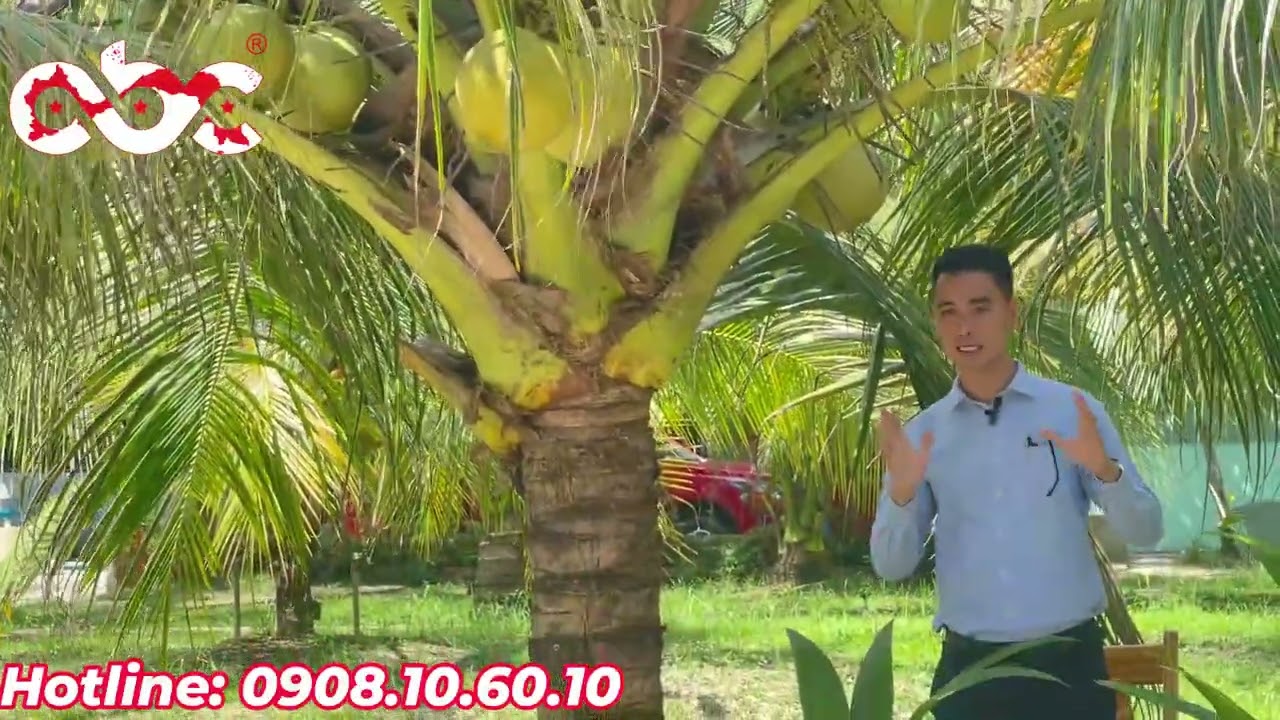 Cách chăm sóc cây giống dừa sáp cấy phôi Nông Nghiệp Việt