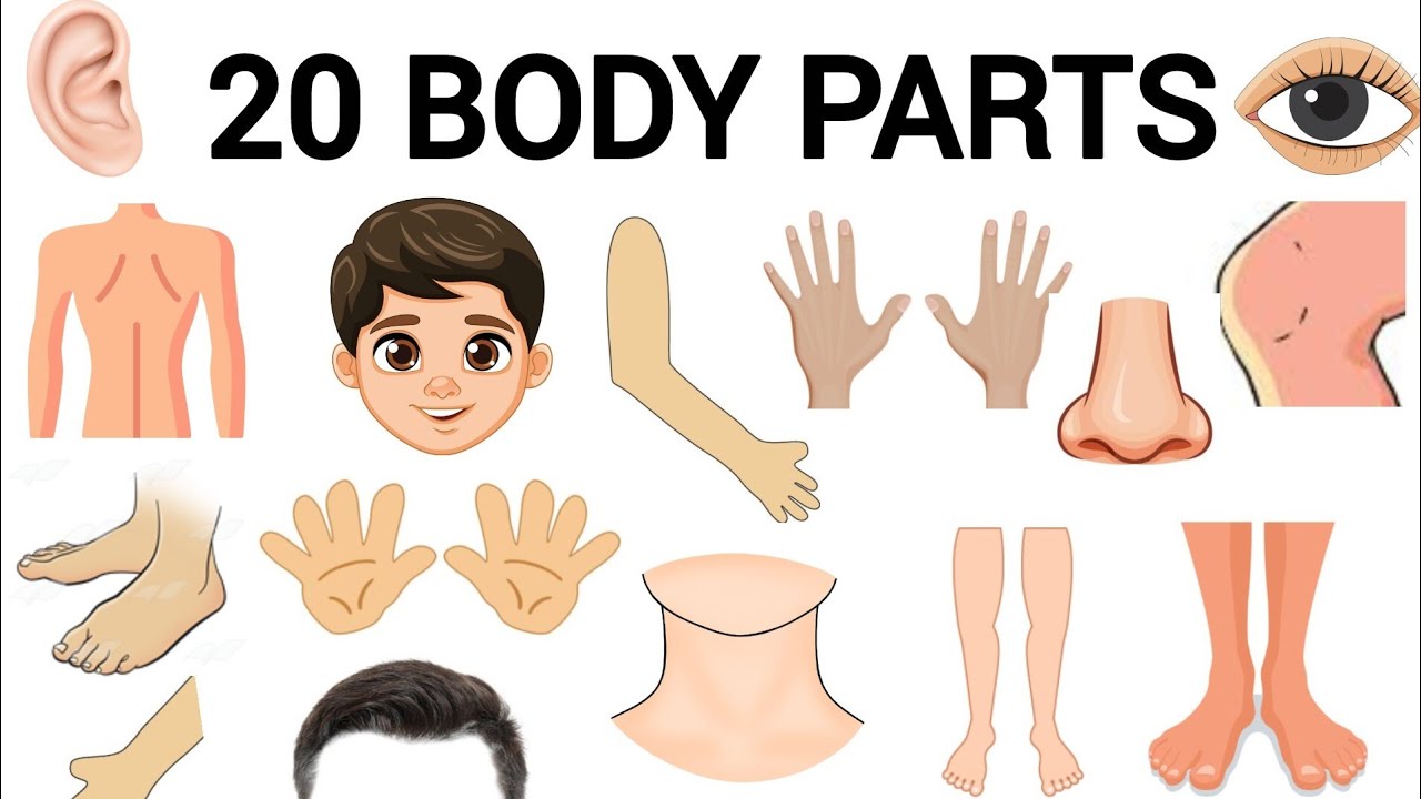 20 Body Parts Name for Kids 👃👂👁️ | Learn Human Body Parts for Children