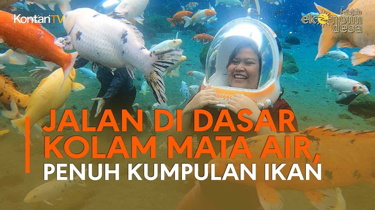 Jalan di Dasar Kolam Mata Air, Penuh Kumpulan Ikan