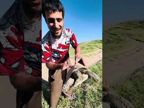 ڤڵۆگی هەزار کانیان بەزمی سیڤەر و جێب 