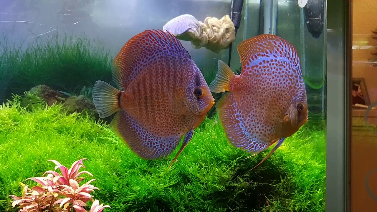My lovely discus fish YouTube