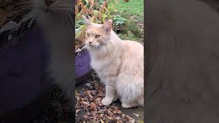 Мейн Кун Юкички. Осенние Прогулки.