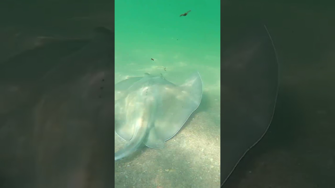 Stingray in Fort Lauderdale
