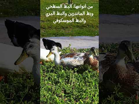 البط