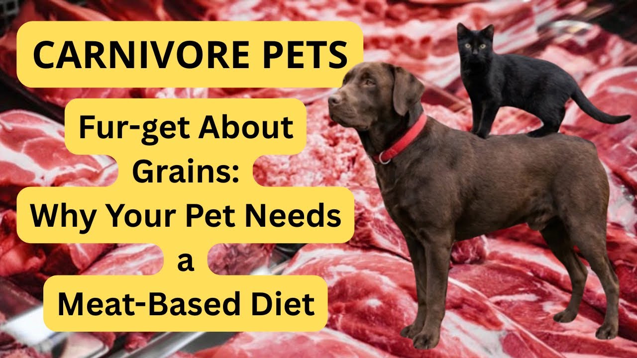 Идеальная диета для мурлыканья: как плотоядная диета может улучшить здоровье вашего питомца