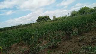 Silly....sili....cely....see Lay