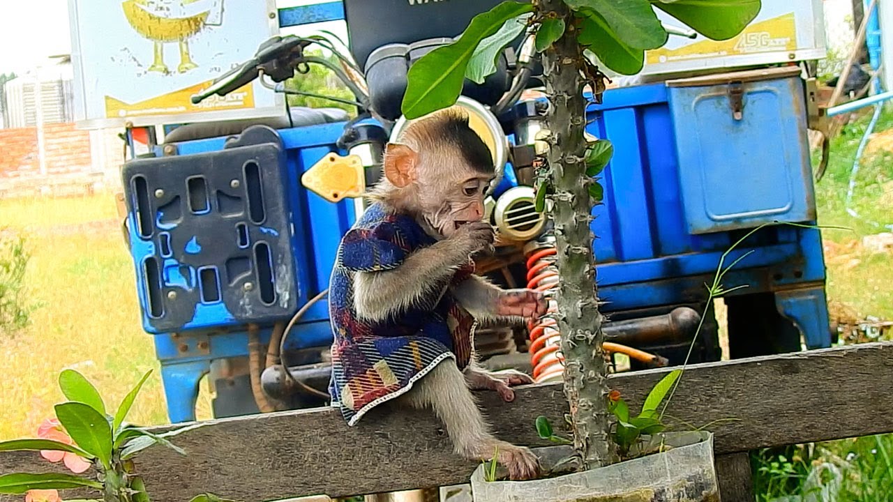 A little monkey LivLiv playing New place