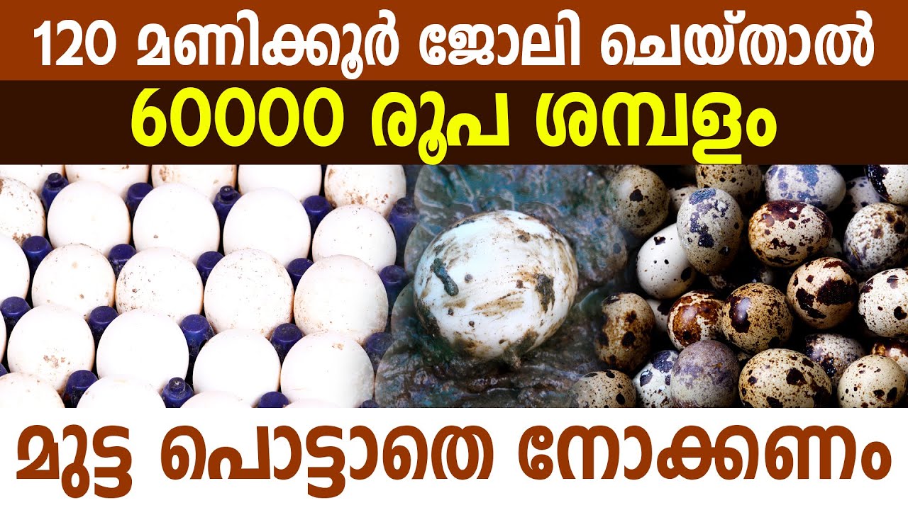 ദിവസം 4 മണിക്കൂർ മാറ്റിവച്ചാൽ മതി 2000 രൂപ പോക്കറ്റിൽ വീഴും, ആർക്കും പരീക്ഷിക്കാം