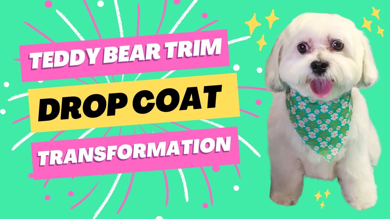Teddy Bear Trim on a Drop Coated Mix-Breed