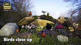 Birds close up  4K HDR  CATs tv