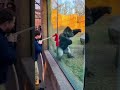 Massive Strength Showdown | Man vs Silverback Gorilla Tug-of-War #amazinganimals #silverbackgorilla