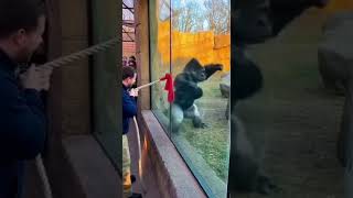 Massive Strength Showdown | Man vs Silverback Gorilla Tug-of-War #amazinganimals #silverbackgorilla
