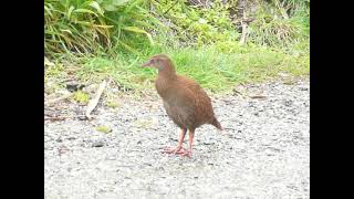 Weka, Gallirallus a. australis, Punakaiki, SI, New Zealand, 17 Nov 2008 (1/2)