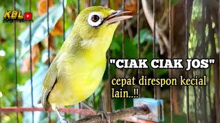 CIAK CIAK JOSS KECIAL KUNING AMPUH||PANCINGAN KECIAL MALAS BUNYI||
