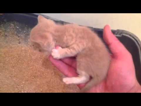 Drix(kitten) 2 weeks old being taught to use litter box 