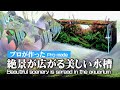 違いがわかる!熱帯魚が泳ぐプロが作った水草水槽