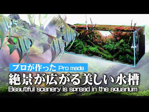 水草小話 sakana9_2.jpg