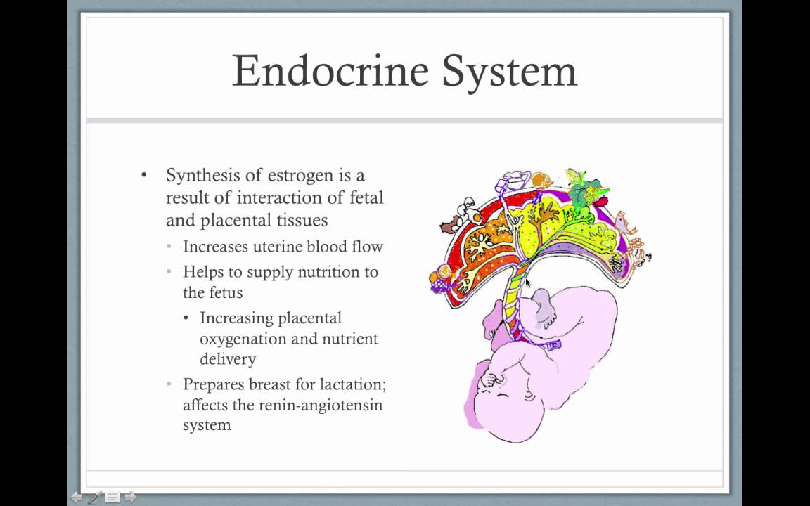 pregnancy and metabolism - YouTube