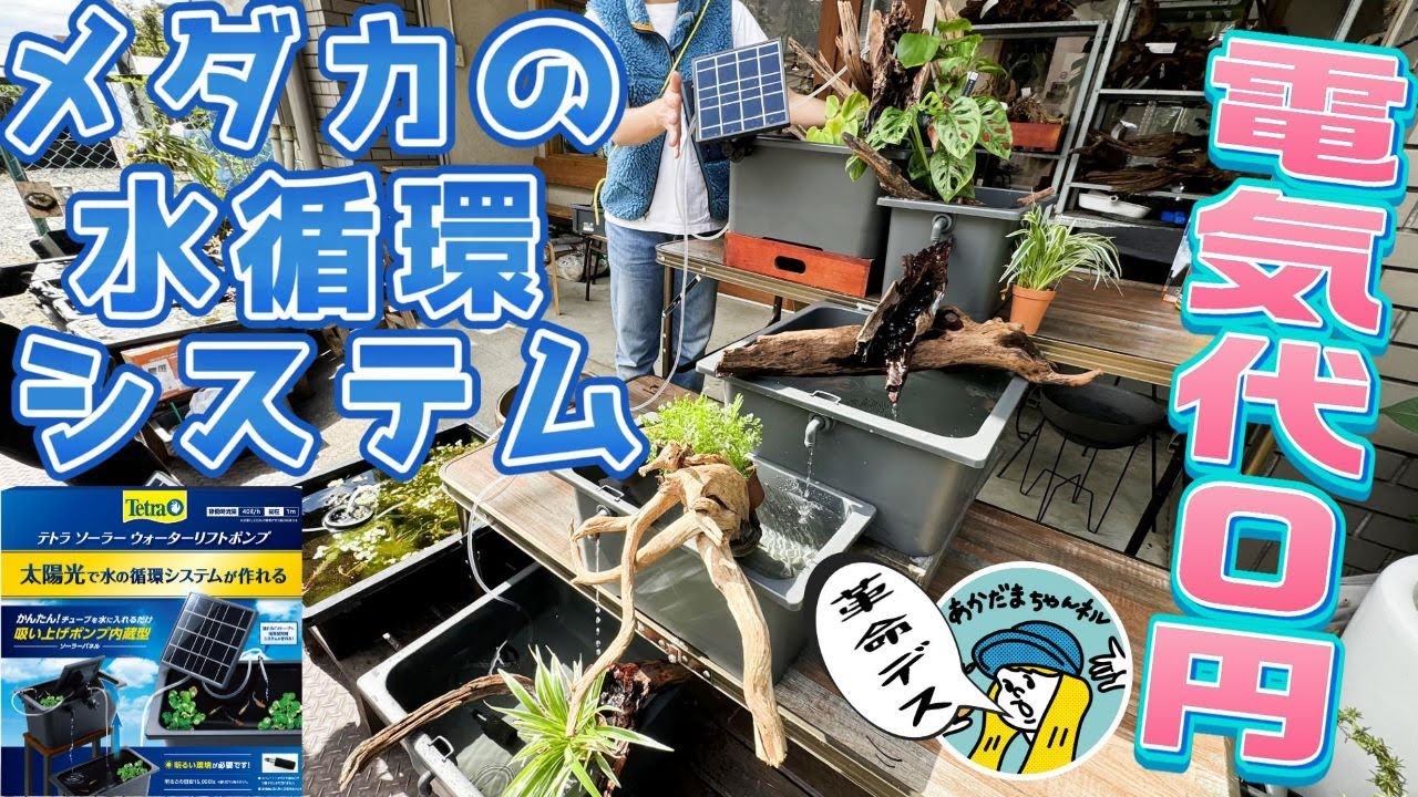 水換えの要らない　トロ舟60 太陽光循環 水換えの要らないトロ舟60 ビオトープ 水換えの要らない トロ舟