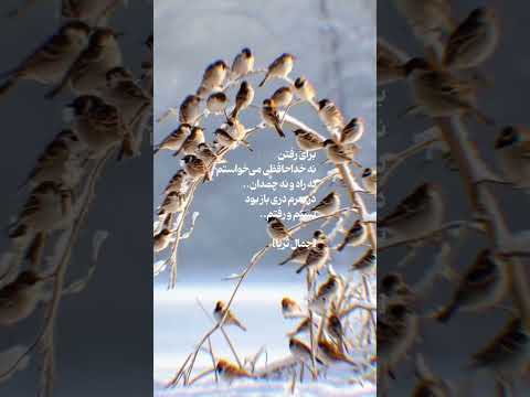 برای رفتن نه خداحافظی می خواستم نه راه و نه چمدان در سرم دری باز بود بستم و رفتم جمال ثریا