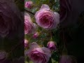 🌹 Soft Rain on Roses: Relaxing Rain Sounds for Sleep &amp; ASMR 🌧️ #rain #relax #shorts