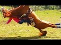 Ozzy Man Reviews: When Animals Fight Back #4