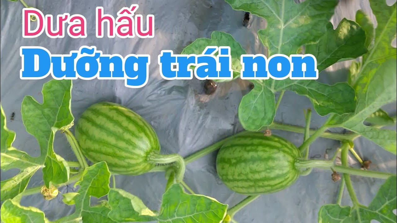 Cách trồng dưa hấu sau tết: P11- Dưỡng trái non, phòng trừ ruồi vàng đụt trái